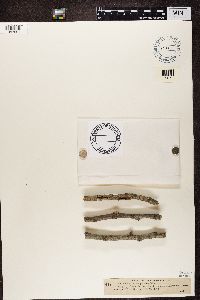 Arthopyrenia cinereopruinosa image