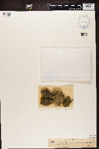 Enchylium limosum image