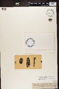 Parmeliopsis ambigua image