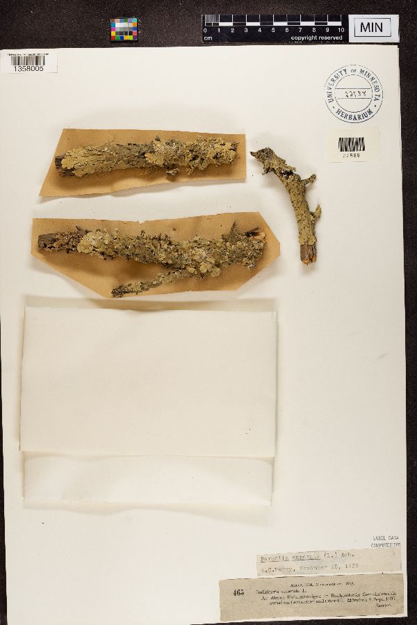 Imbricaria caperata image