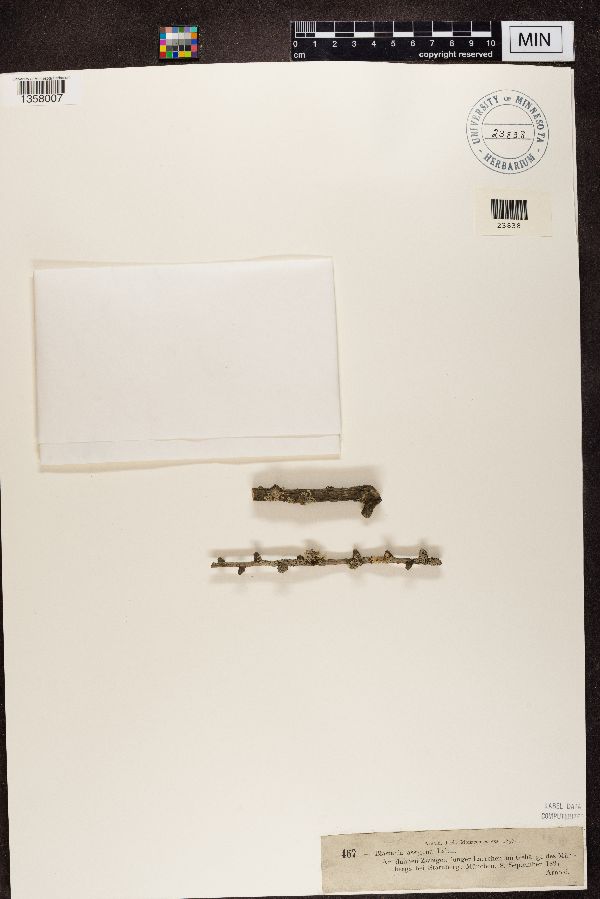 Blastenia assigena image