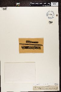 Rinodina pyrina image