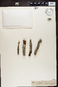 Phlyctis argena image