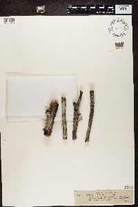 Phlyctis argena image