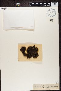 Placynthiella uliginosa image