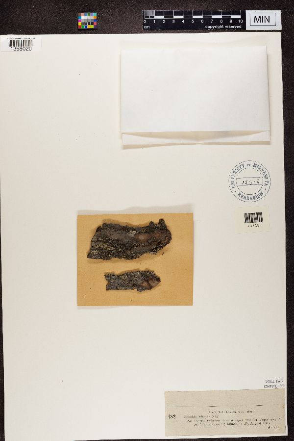 Bilimbia trisepta image