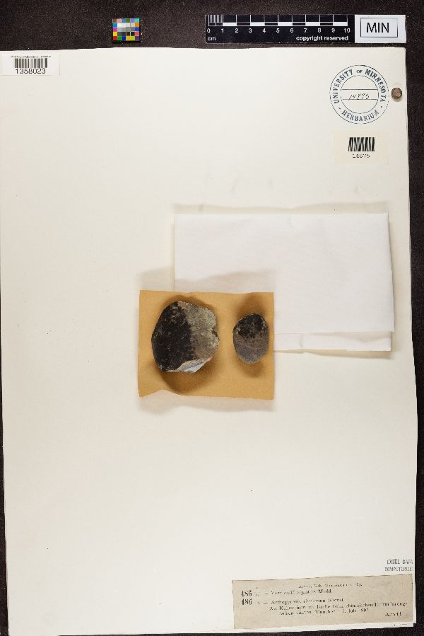 Verrucaria aquatilis image