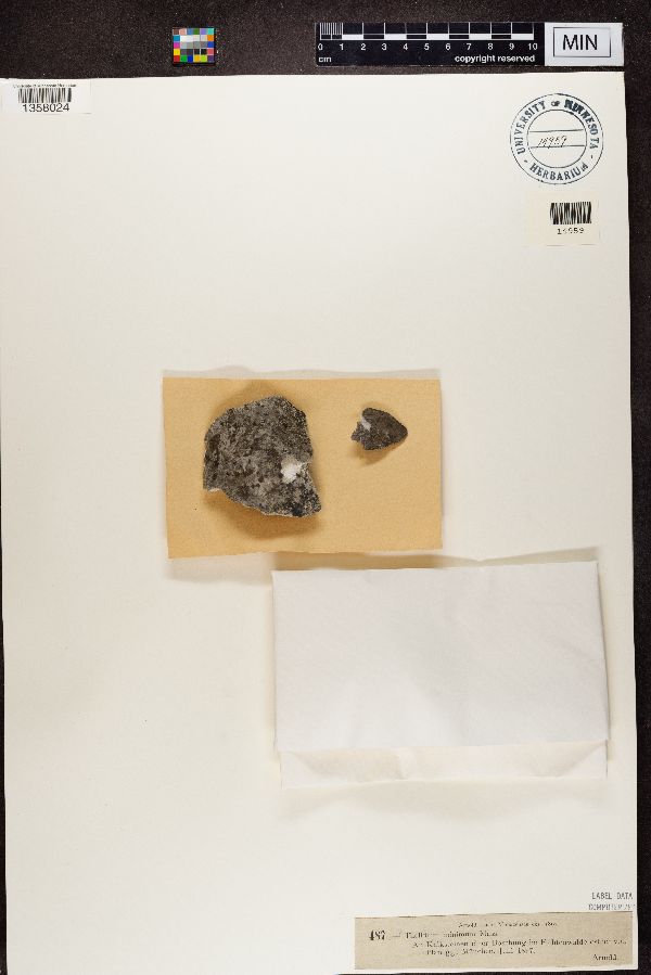 Thelidium minimum image