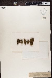 Media resource of Enchylium limosum