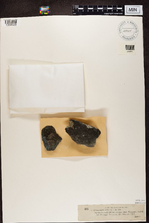 Rhizocarpon concentricum image