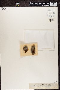 Calicium lenticulare image