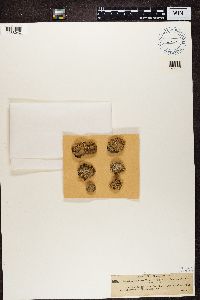 Ramalina pollinaria image