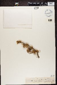 Ramalina farinacea image