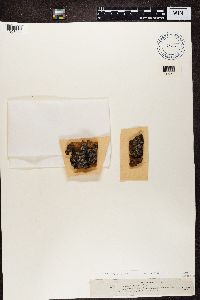 Media resource of Rinodina colobina