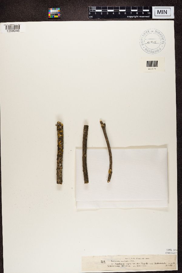 Lecanora sambuci image