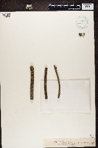 Media resource of Lecanora sambuci