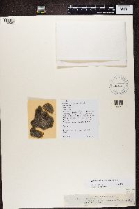 Myriolecis dispersa image