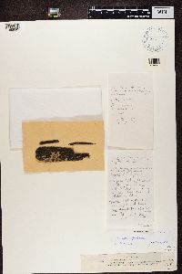 Thumbnail image of current specimen