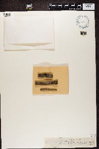 Thelotrema lepadinum image