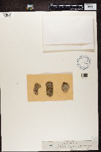 Thelotrema lepadinum image