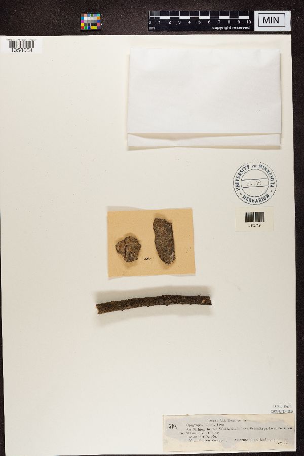 Opegrapha viridis image