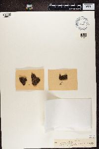 Opegrapha vulgata image