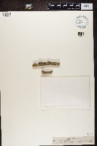 Arthonia atra image