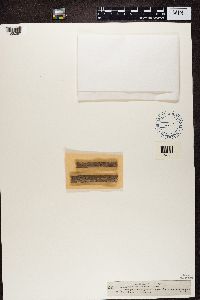 Arthopyrenia cinereopruinosa image