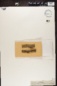 Naetrocymbe punctiformis image