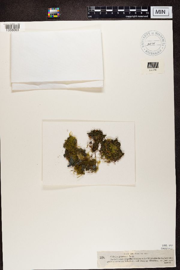 Collema granosum image