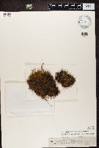 Leptogium atrocaeruleum image