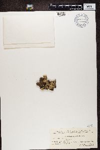 Hypogymnia physodes image