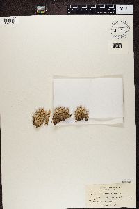 Cladonia fimbriata image