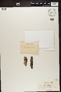 Thumbnail image of current specimen