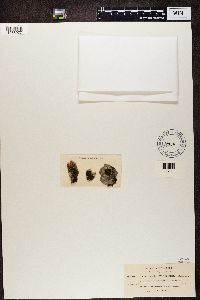 Collema nigrescens image