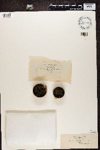 Media resource of Biatorella campestris