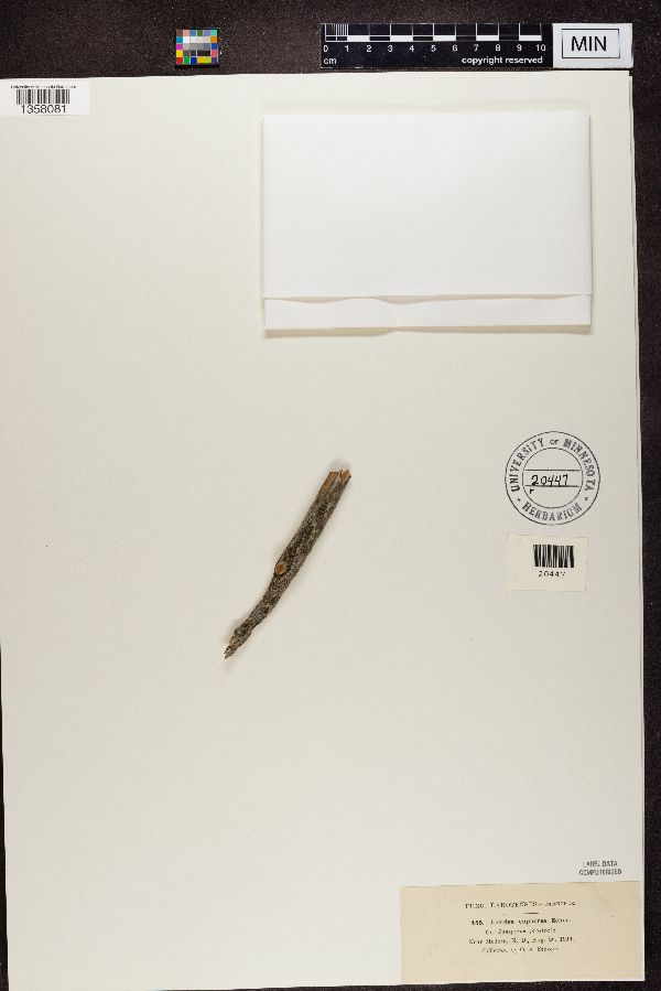 Lecidea euphorea image