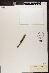Media resource of Lecidea euphorea