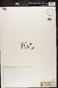 Cladonia coccifera image