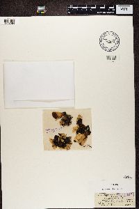 Nephroma arcticum image