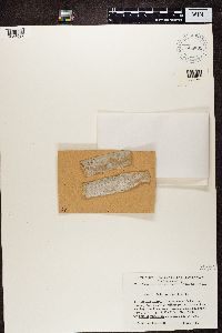 Media resource of Arthonia patellulata