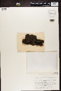 Scoliciosporum chlorococcum image