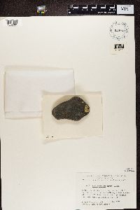 thumbnail image of current specimen