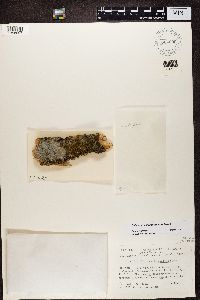 Media resource of Solitaria chrysophthalma