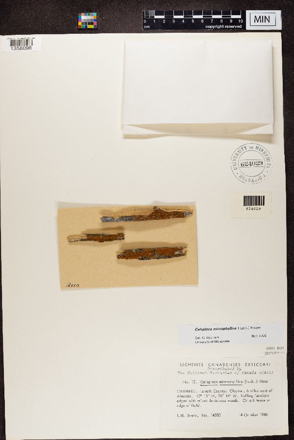 Caloplaca microphyllina image