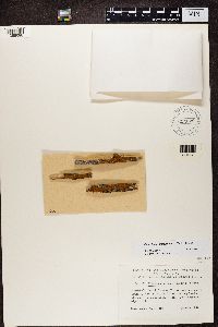 Media resource of Caloplaca microphyllina