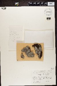 thumbnail image of current specimen