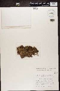 Cetraria ericetorum image