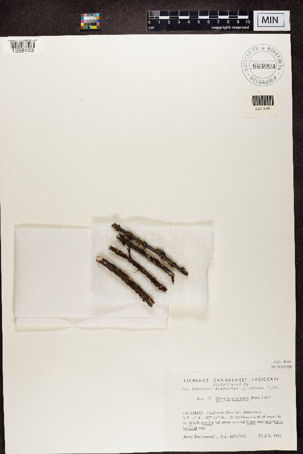 Tuckermanopsis sepincola image