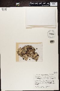 Cetrelia chicitae image